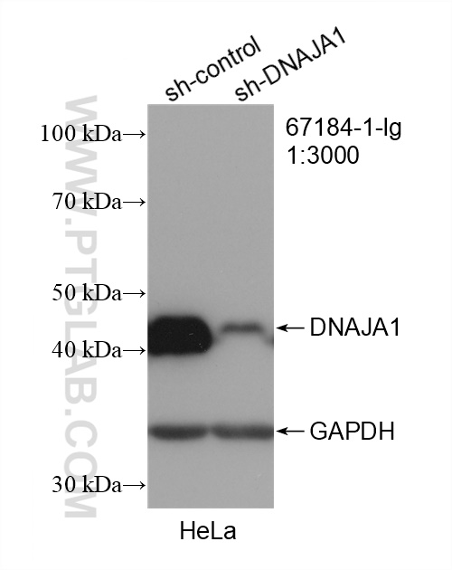 WB analysis of HeLa using 67184-1-Ig (same clone as 67184-1-PBS)