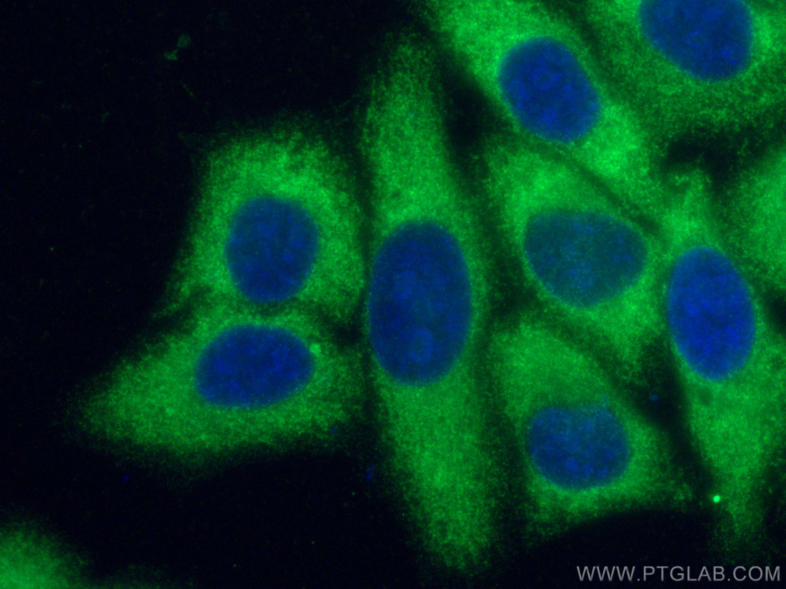 IF Staining of HepG2 using CL594-67184