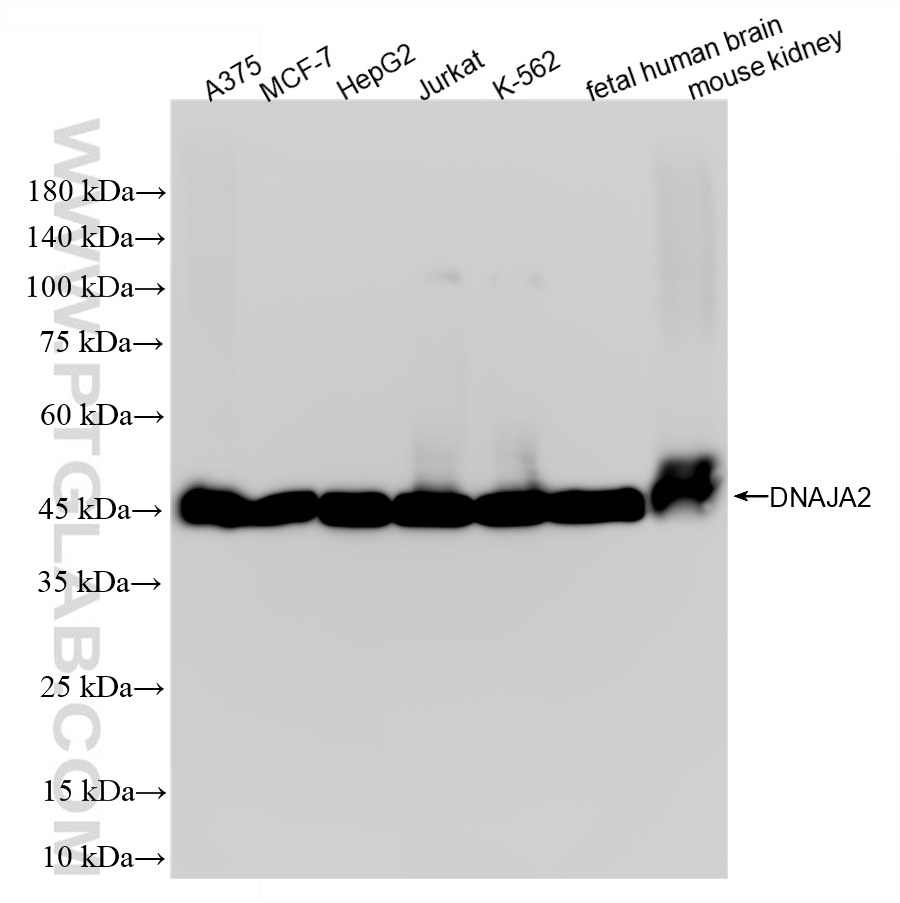 WB analysis using 87041-2-RR (same clone as 87041-2-PBS)