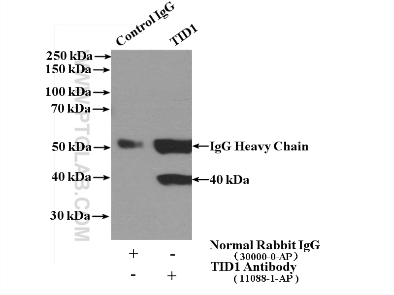 IP experiment of K-562 using 11088-1-AP