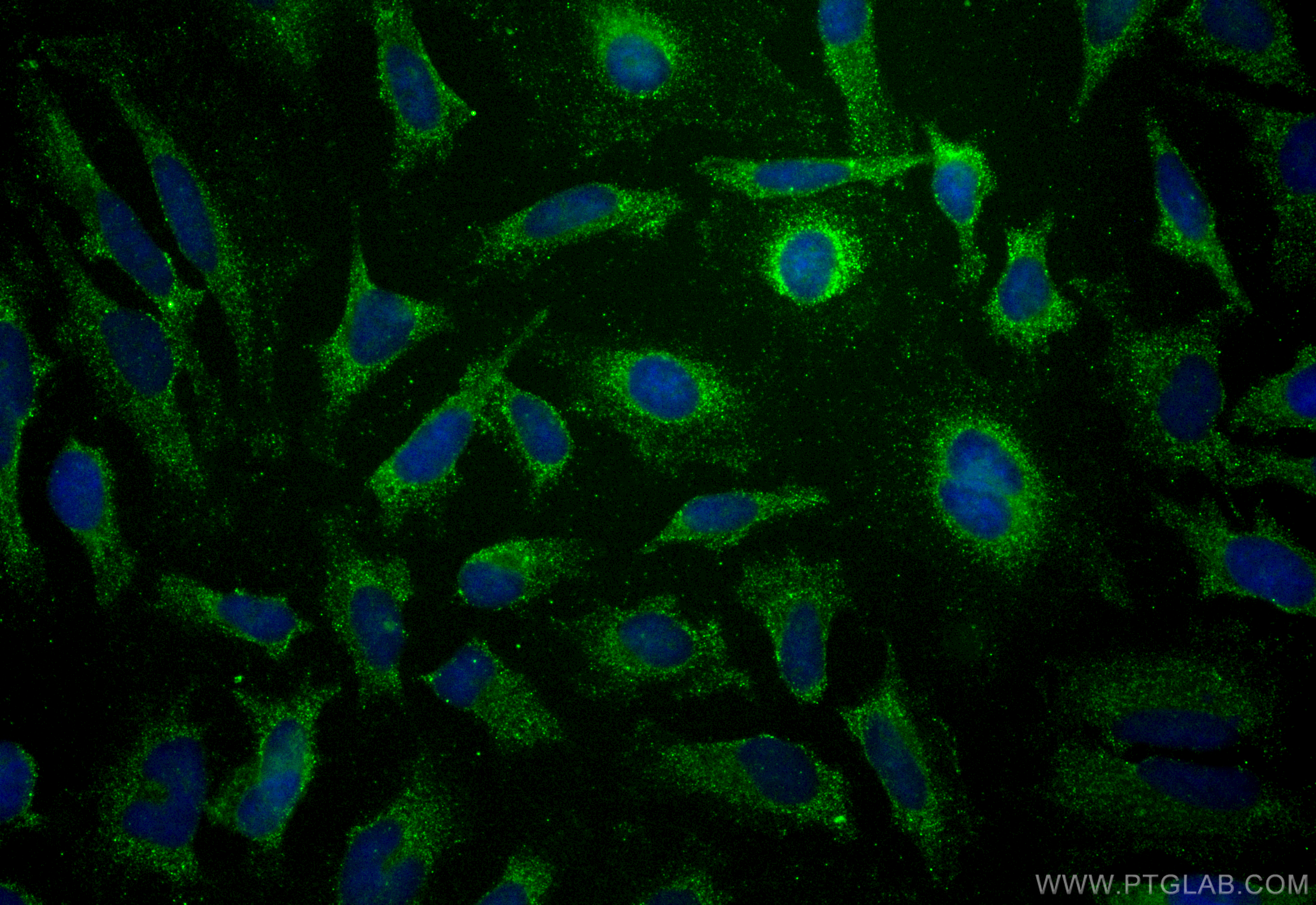 IF Staining of HeLa using CL488-67422