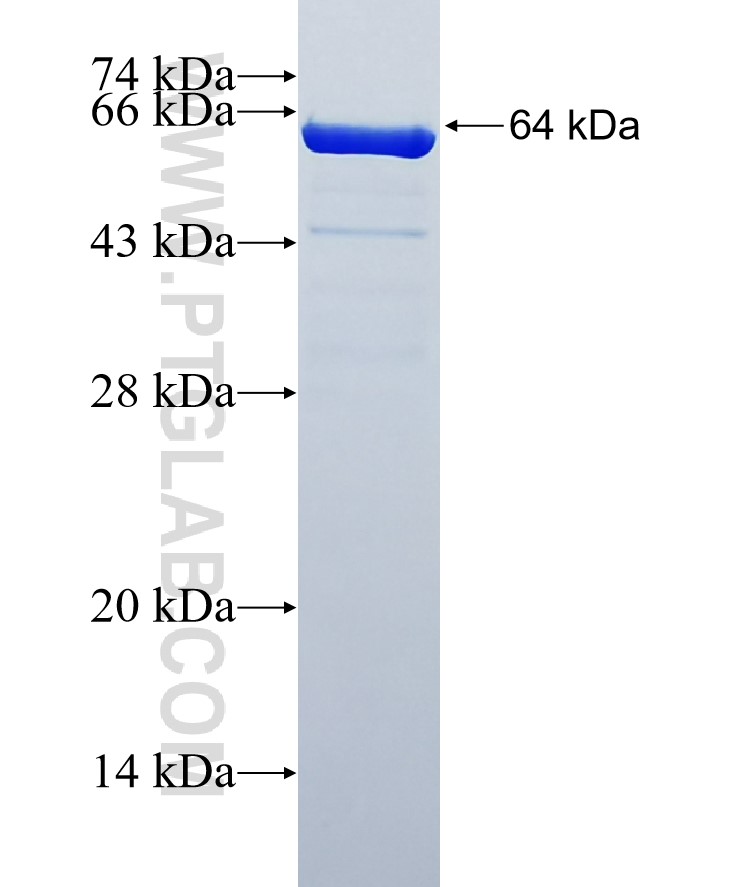 DNAJB1 fusion protein Ag3830 SDS-PAGE