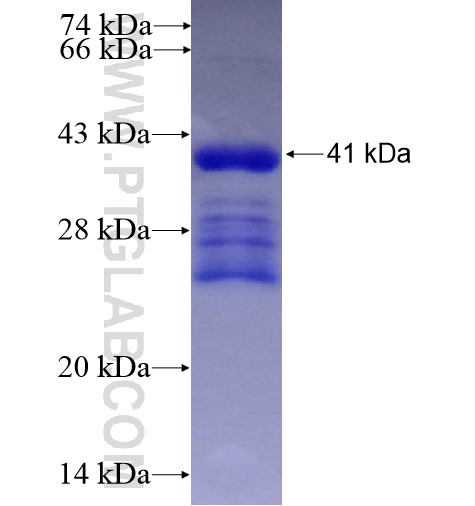 DNAJB3 fusion protein Ag10878 SDS-PAGE