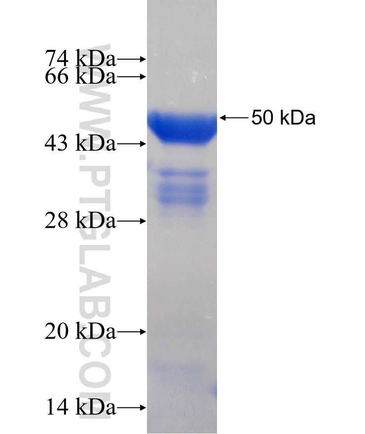 DNAJB5 fusion protein Ag9381 SDS-PAGE