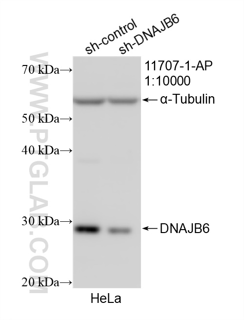 WB analysis of HeLa using 11707-1-AP