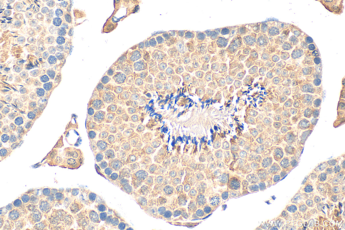 Immunohistochemical analysis of paraffin-embedded mouse testis tissue slide using 17071-1-AP (DNAJB8 antibody) at dilution of 1:200 (under 40x lens). Heat mediated antigen retrieval with Tris-EDTA buffer (pH 9.0). IHC staining of mouse testis using 17071-1-AP