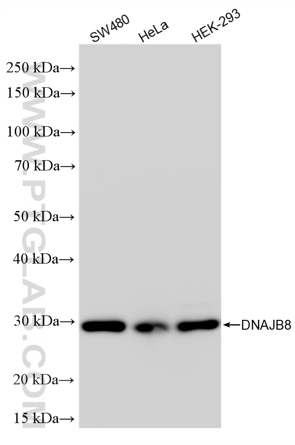WB analysis using 86763-3-RR (same clone as 86763-3-PBS) WB analysis using 86763-3-RR (same clone as 86763-3-PBS)