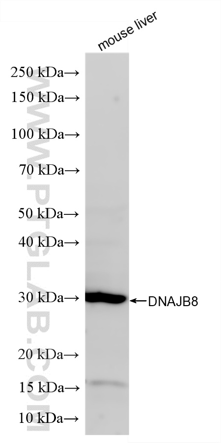 WB analysis using 86763-3-RR (same clone as 86763-3-PBS) WB analysis using 86763-3-RR (same clone as 86763-3-PBS)