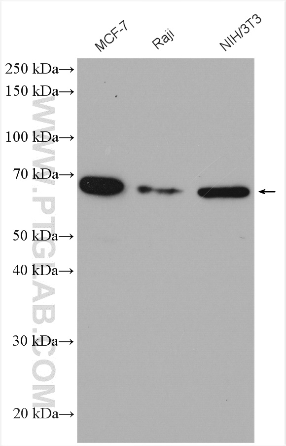 WB analysis using 12362-1-AP