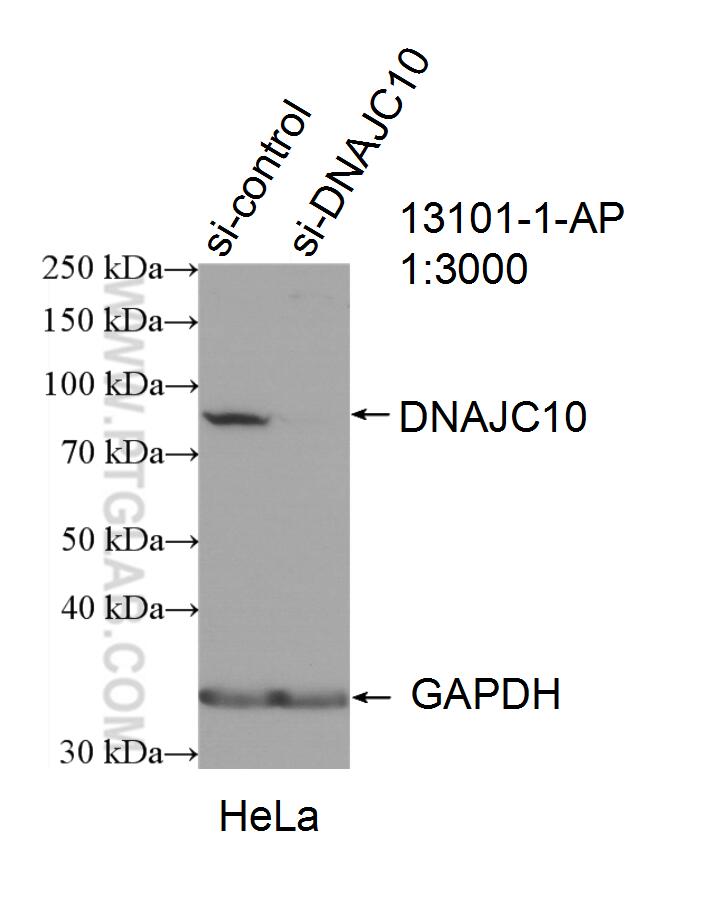 WB analysis of HeLa using 13101-1-AP