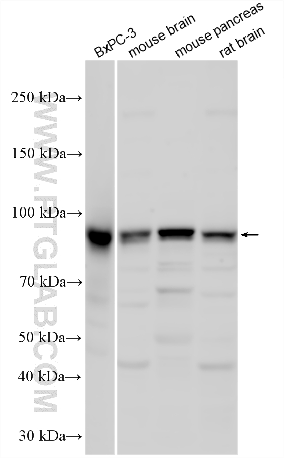 WB analysis using 15480-1-AP