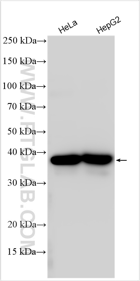 WB analysis using 31580-1-AP