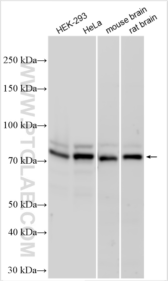 WB analysis using 23411-1-AP