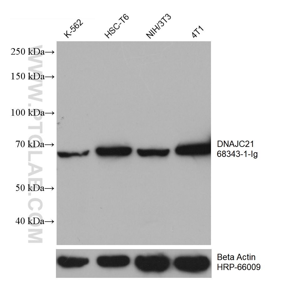 WB analysis using 68343-1-Ig
