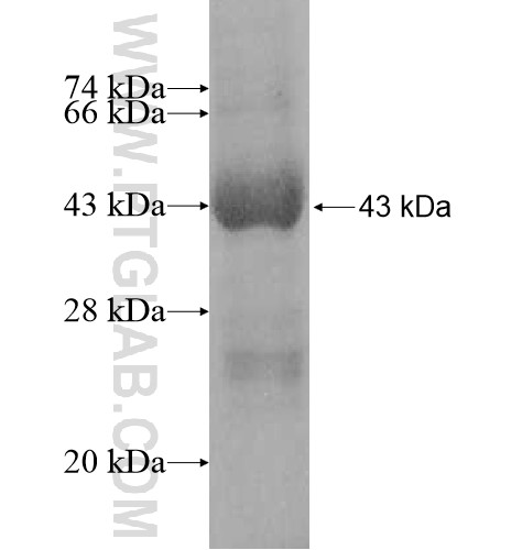 DNAJC24 fusion protein Ag11896 SDS-PAGE