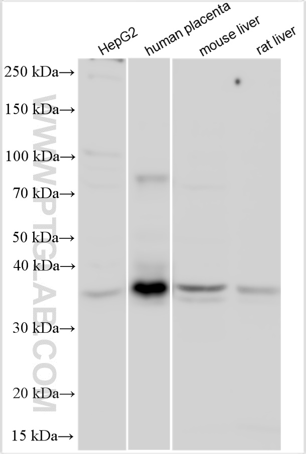 WB analysis using 26229-1-AP