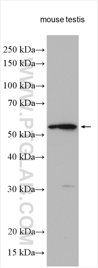 WB analysis using 26721-1-AP