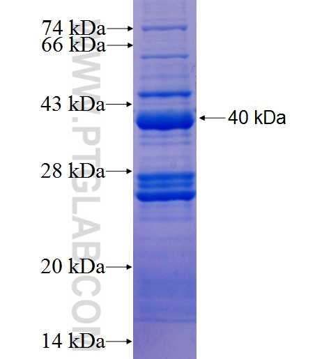 DNAJC30 fusion protein Ag23100 SDS-PAGE