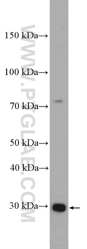 WB analysis of MCF-7 using 13853-1-AP