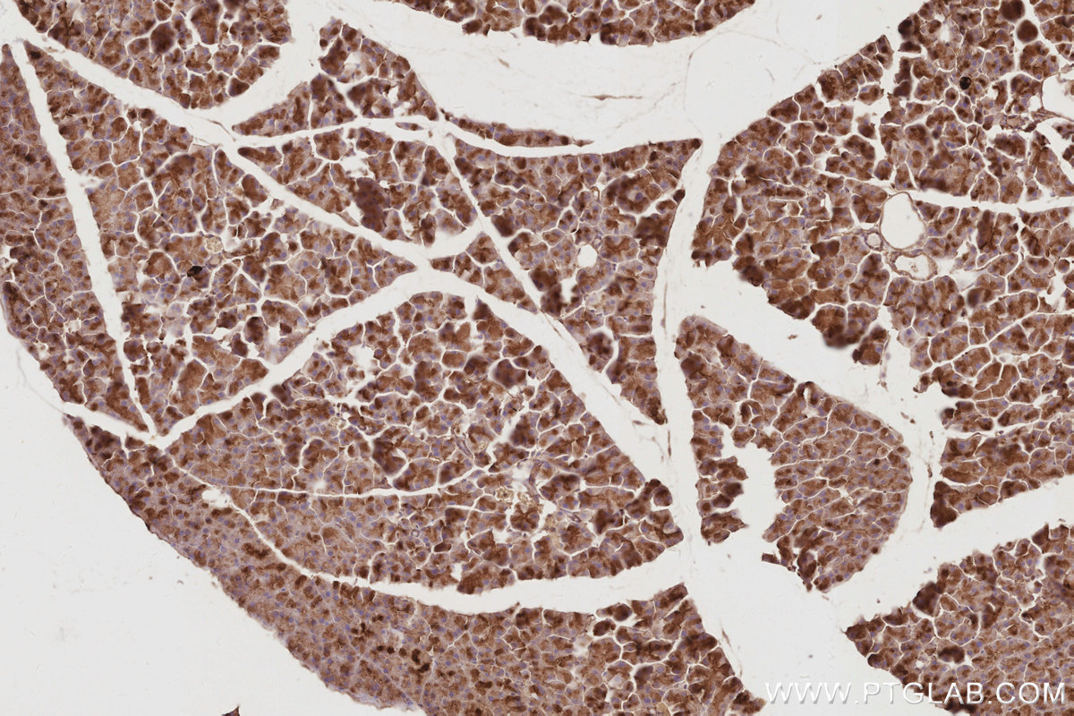 IHC staining of mouse pancreas using 32204-1-AP
