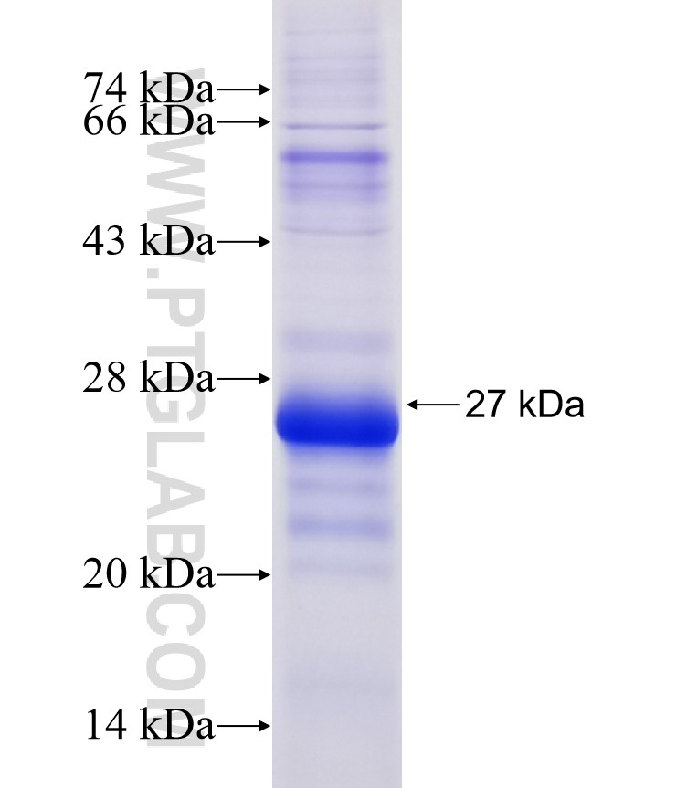 DNAJC5B fusion protein Ag10744 SDS-PAGE