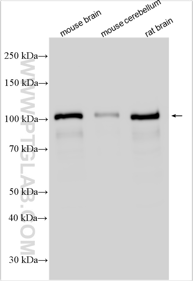 WB analysis using 21941-1-AP