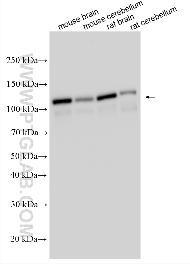 WB analysis using 21941-1-AP