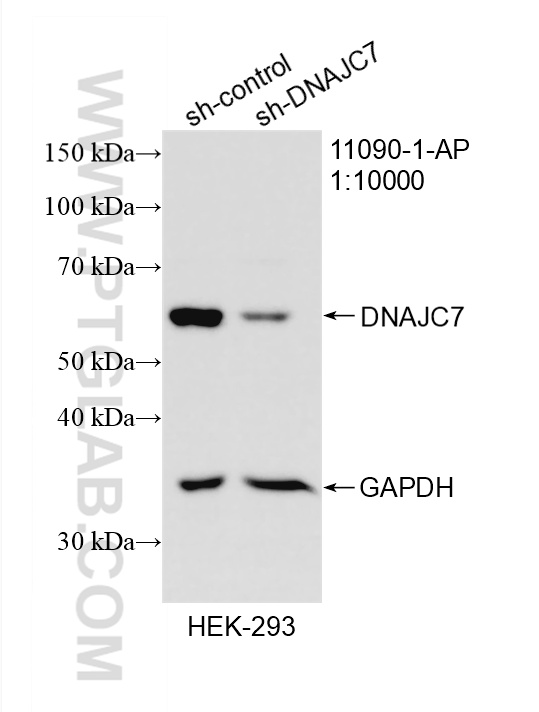 WB analysis of HEK-293 using 11090-1-AP WB analysis of HEK-293 using 11090-1-AP