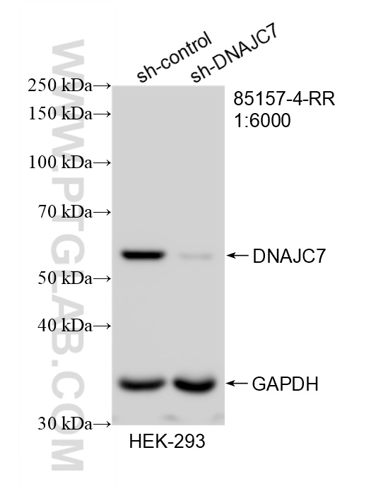 WB analysis of HEK-293 using 85157-4-RR
