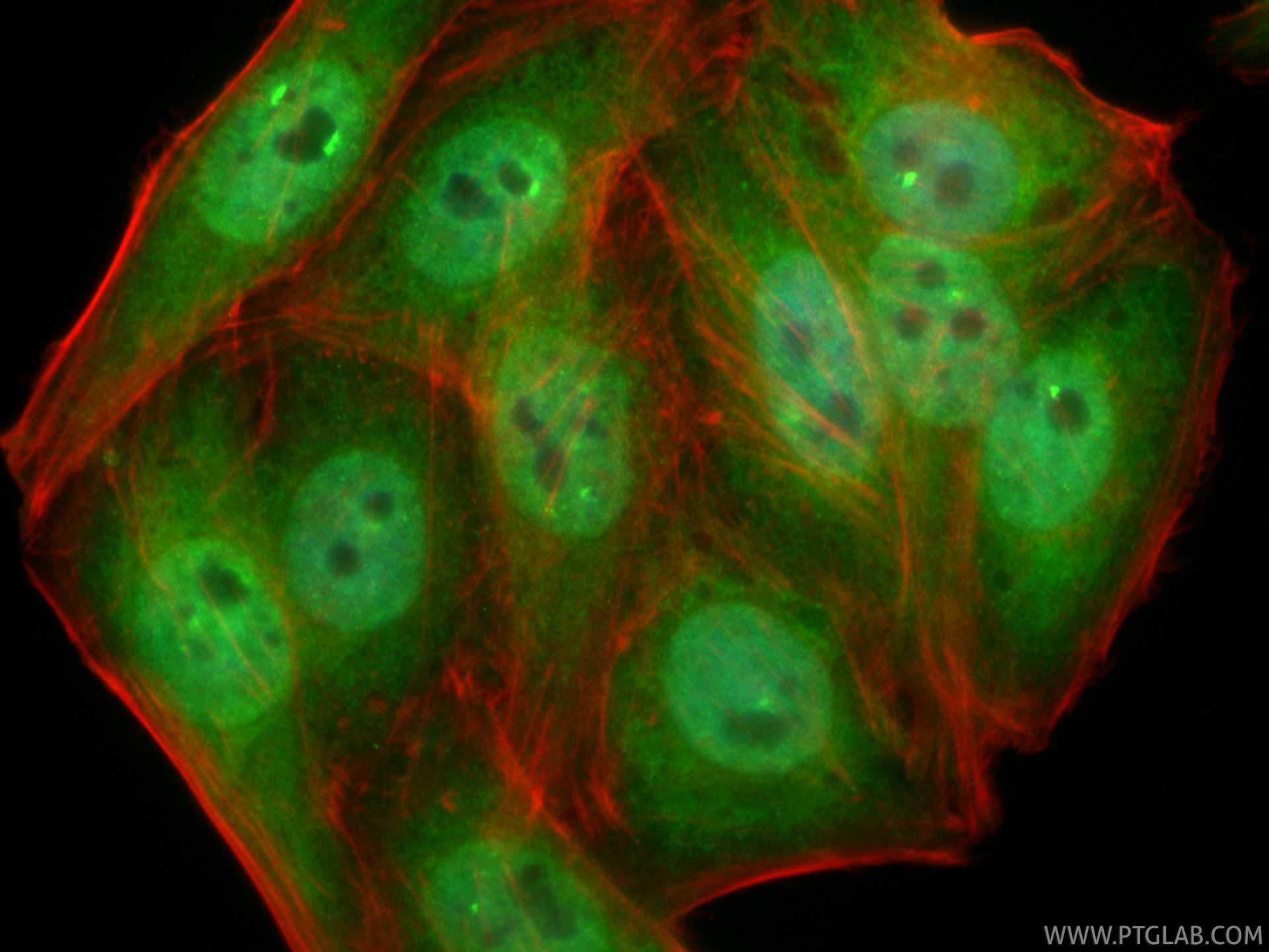 IF Staining of HepG2 using CL488-85157-4