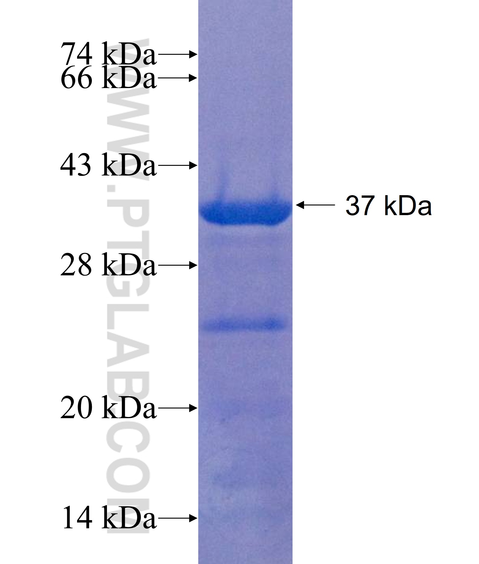 DNAJC9 fusion protein Ag22123 SDS-PAGE