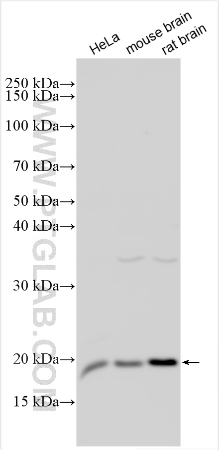 WB analysis using 15809-1-AP