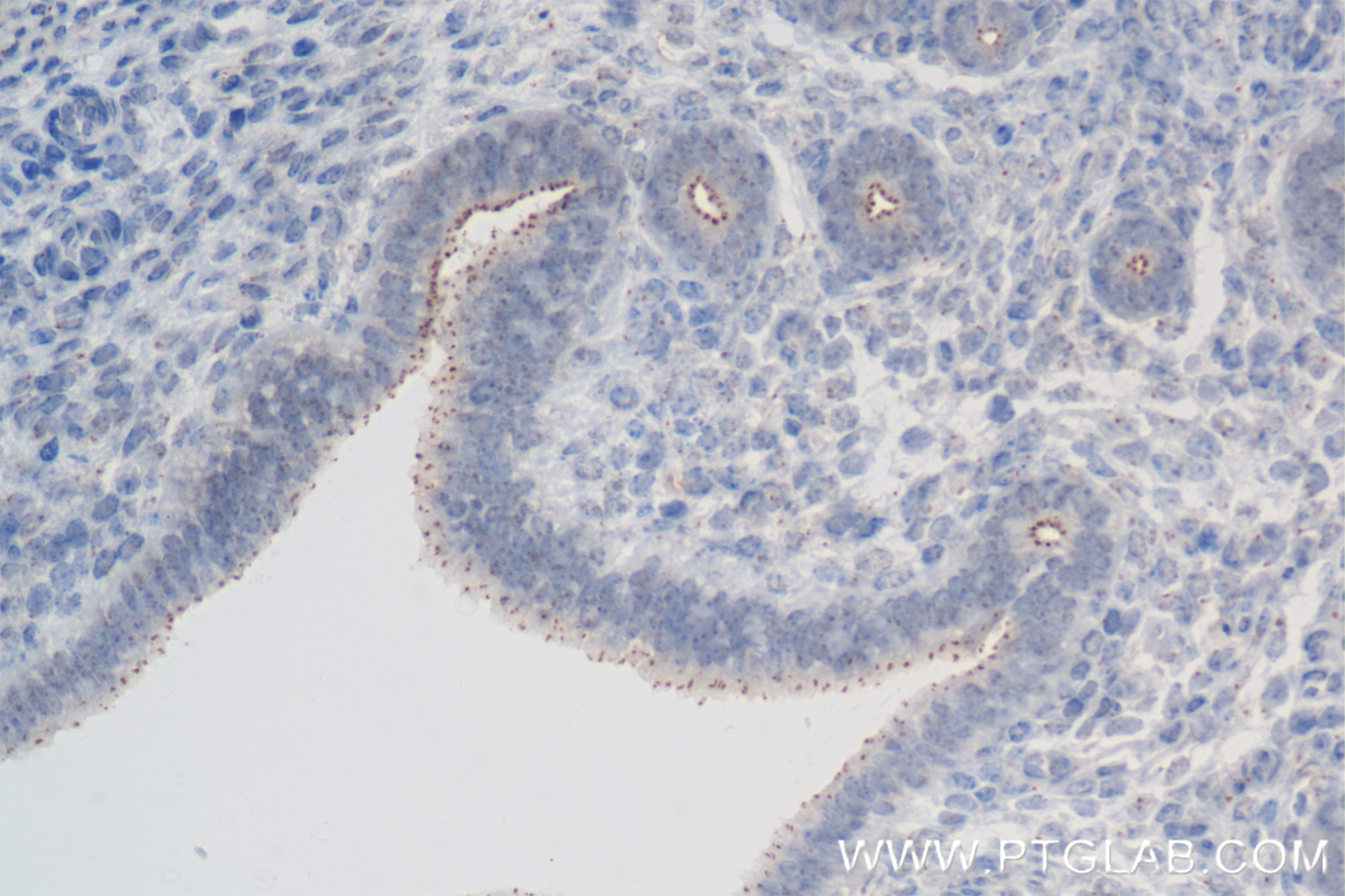 IHC staining of mouse fallopian tube using 85734-1-RR (same clone as 85734-1-PBS)