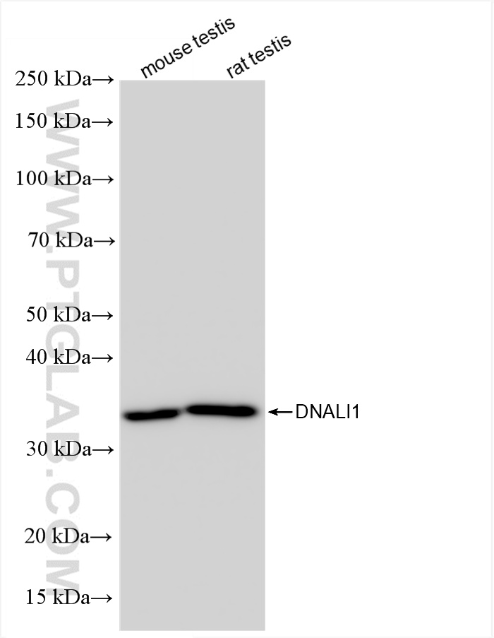 WB analysis using 85734-1-RR (same clone as 85734-1-PBS)