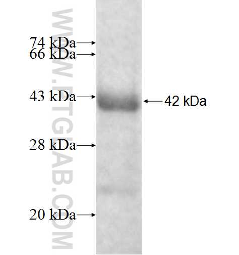 DNASE2 fusion protein Ag8952 SDS-PAGE