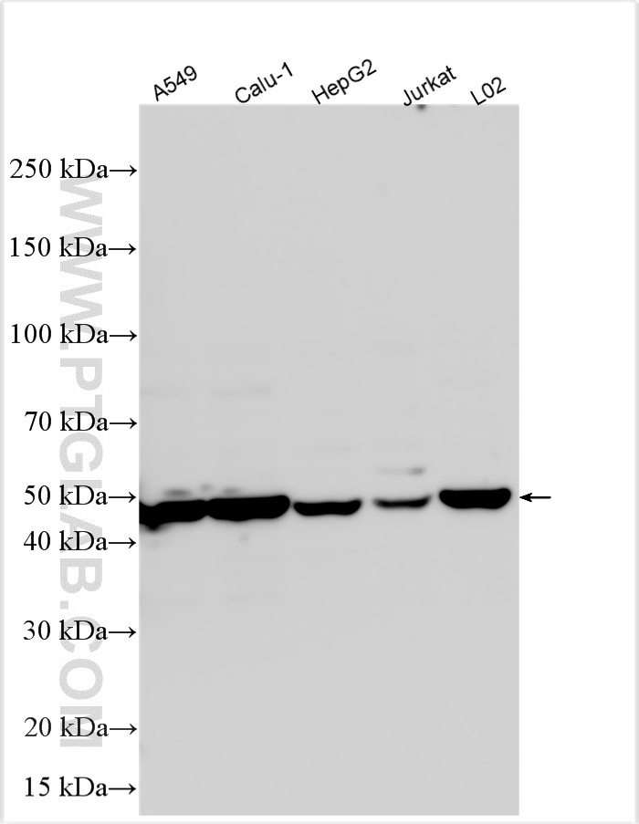 WB analysis using 22652-1-AP