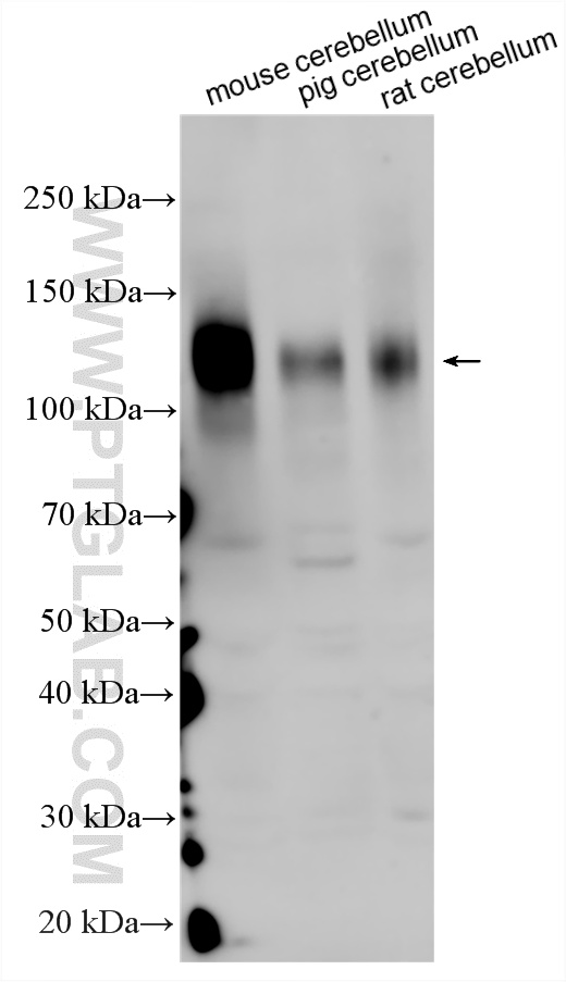 WB analysis using 24362-1-AP