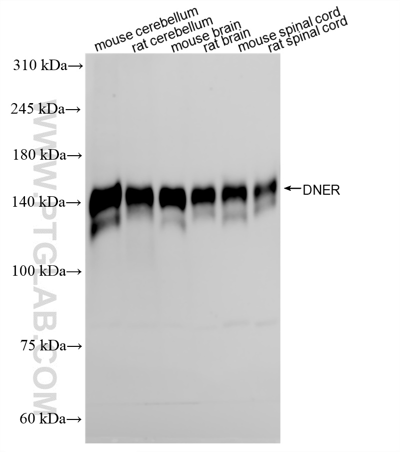 WB analysis using 87343-1-RR (same clone as 87343-1-PBS) WB analysis using 87343-1-RR (same clone as 87343-1-PBS)