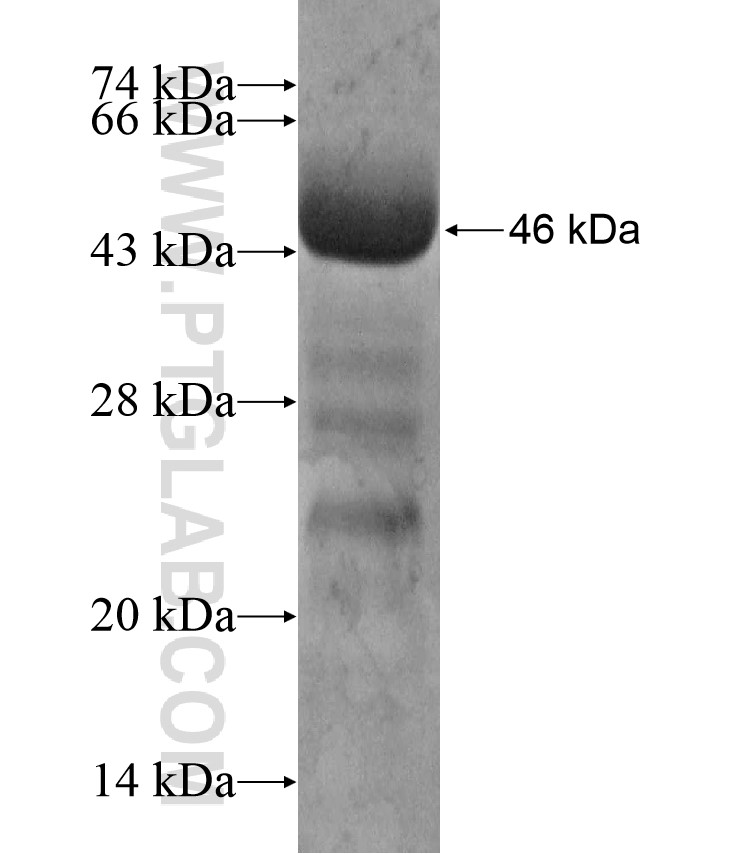 DNHD1 fusion protein Ag17344 SDS-PAGE