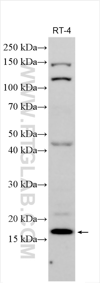 WB analysis using 31844-1-AP
