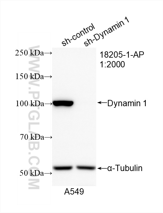 WB analysis of A549 using 18205-1-AP