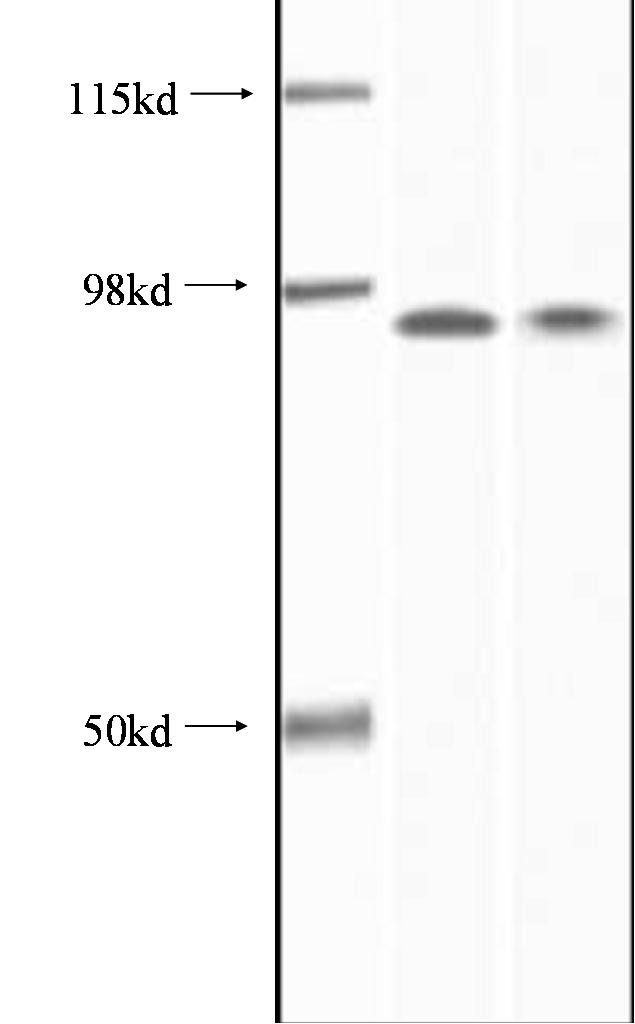 WB analysis of SK-N-SH cells using 65027-1-Ig