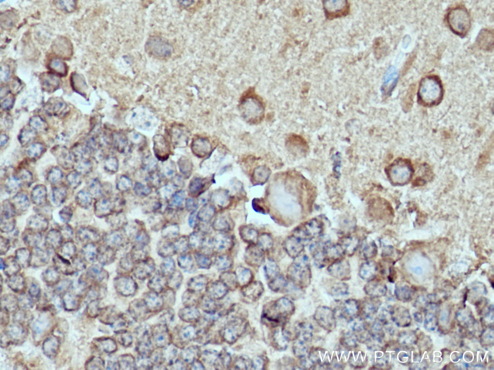 IHC staining of mouse cerebellum using 12957-1-AP