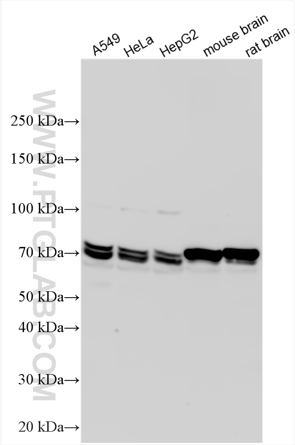 WB analysis using 12957-1-AP