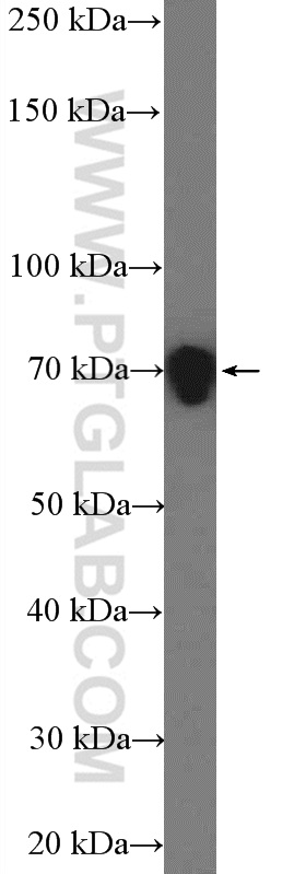 DRP1 (N-terminal) Polyclonal antibody