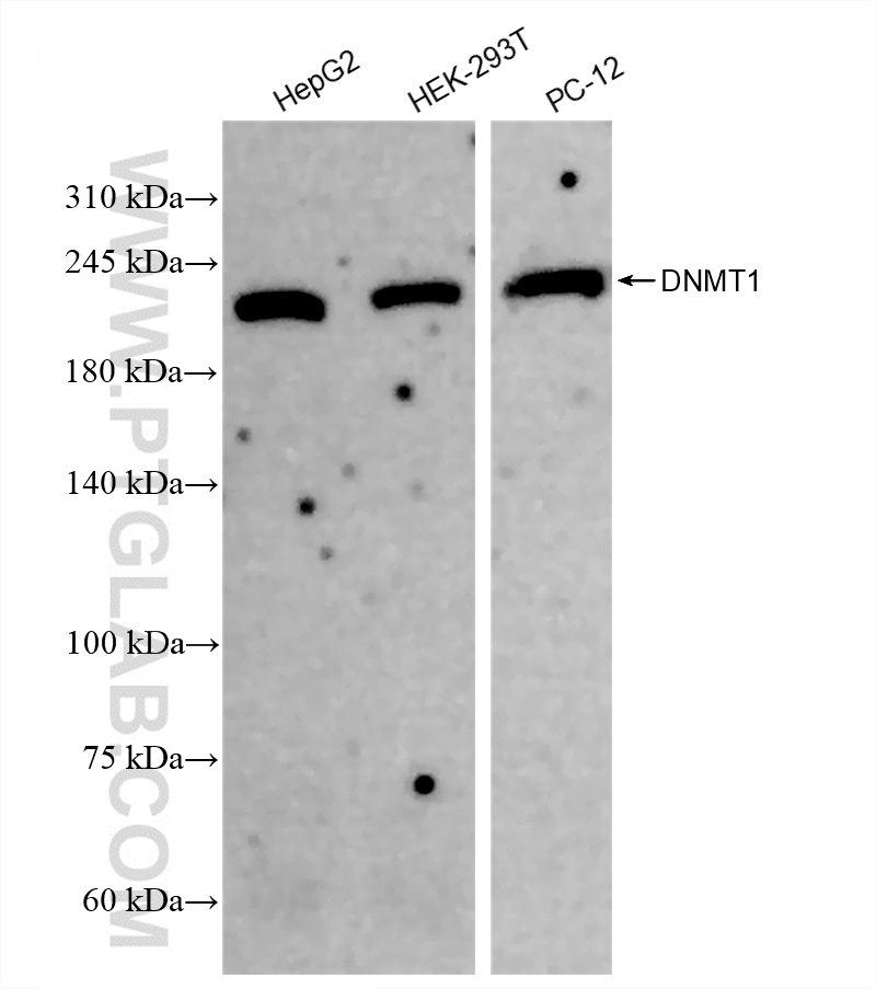 WB analysis using 82678-2-RR