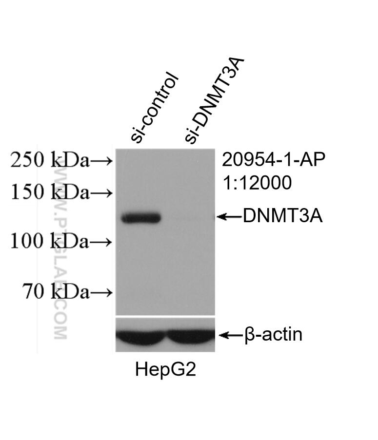 WB analysis of HepG2 using 20954-1-AP