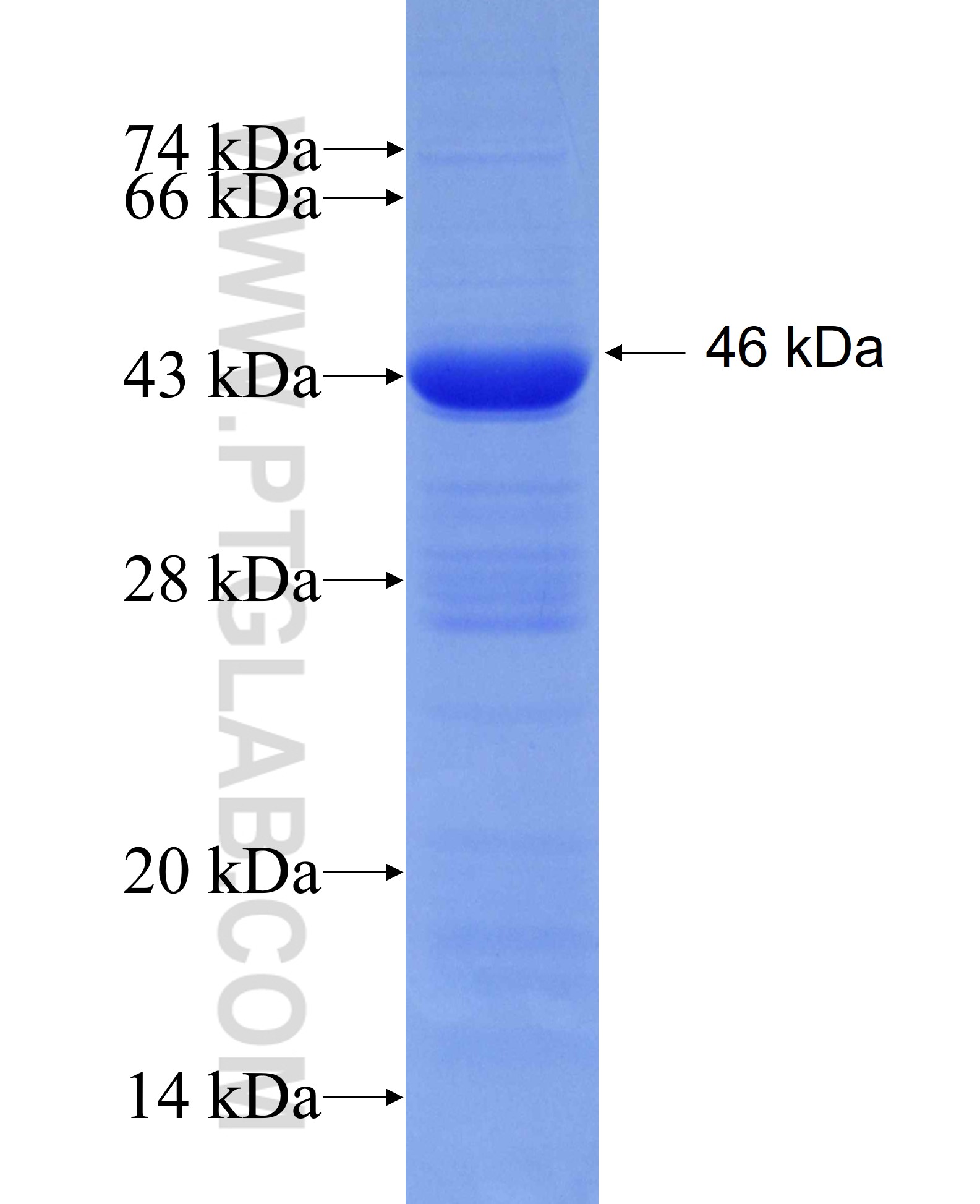DNMT3A fusion protein Ag7015 SDS-PAGE