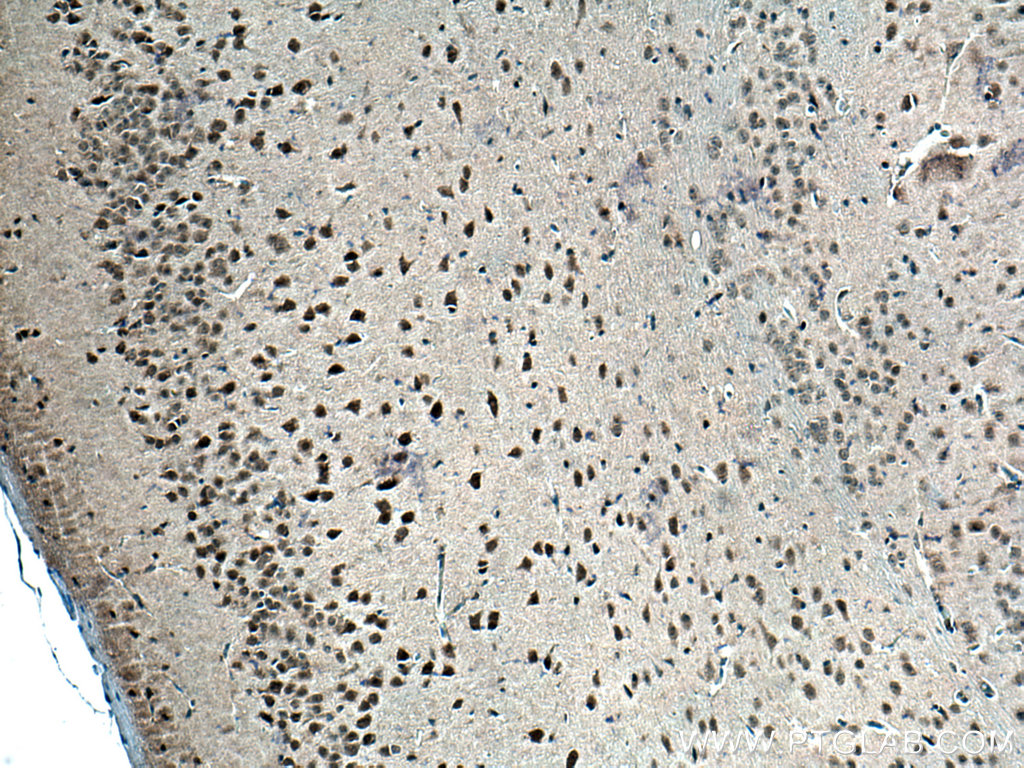 IHC staining of mouse brain using 26971-1-AP