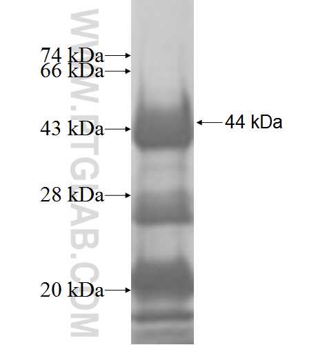 DNPEP fusion protein Ag7060 SDS-PAGE DNPEP fusion protein Ag7060 SDS-PAGE